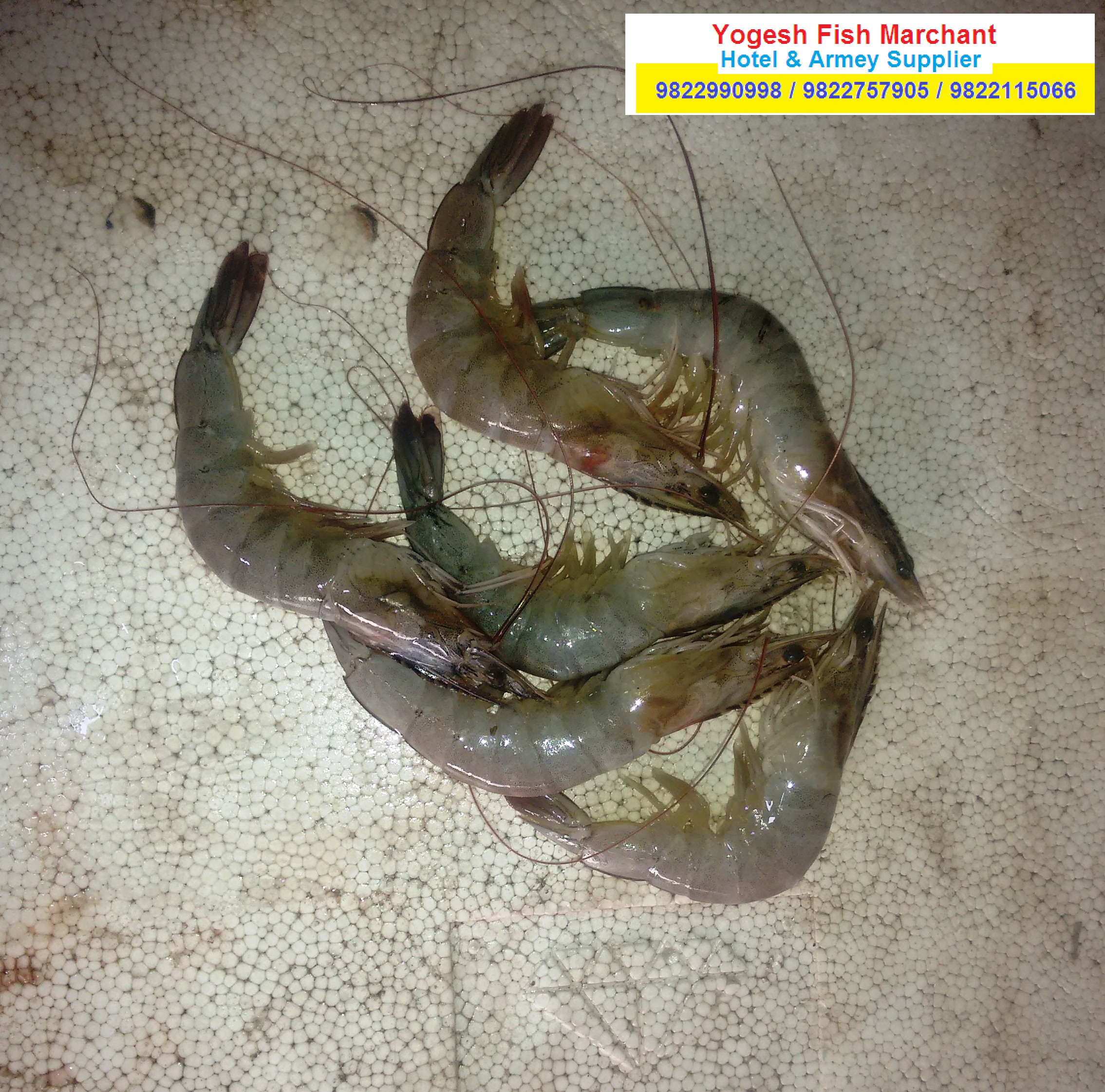 yogesh fish marchant